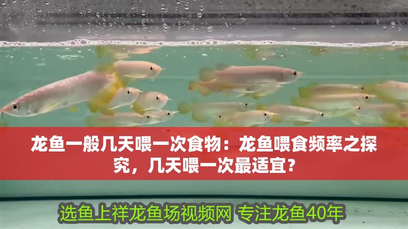 龍魚一般幾天喂一次食物：龍魚喂食頻率之探究，幾天喂一次最適宜？