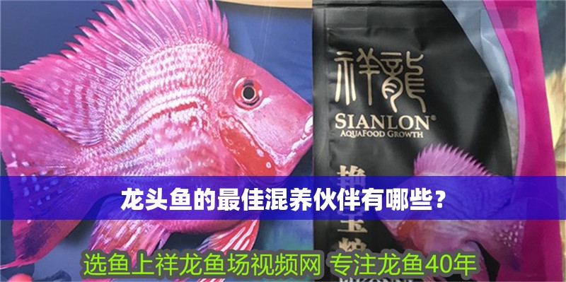 龍魚干蝦有營養嗎 龍頭魚的最佳混養伙伴有哪些? 龍魚百科 龍頭魚的最佳混養伙伴有哪些? 龍頭魚的最佳混養伙伴有哪些? 龍魚百科