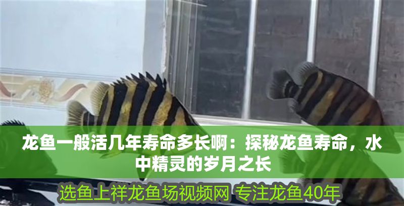 龍魚一般活幾年壽命多長?。禾矫佚堲~壽命，水中精靈的歲月之長