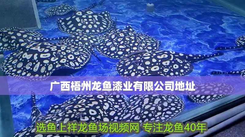 廣西梧州龍魚漆業有限公司地址