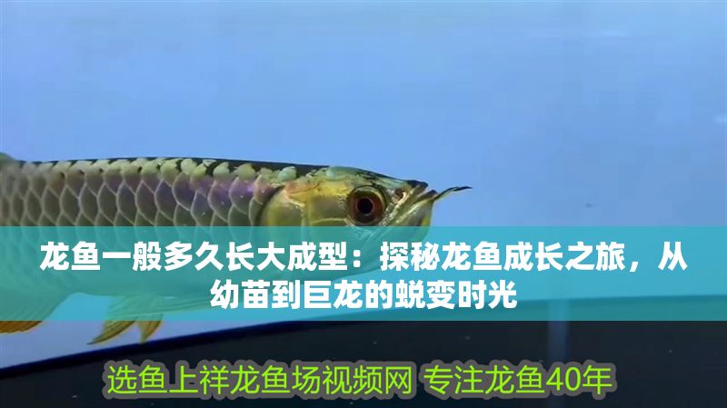 龍魚一般多久長大成型：探秘龍魚成長之旅，從幼苗到巨龍的蛻變時光