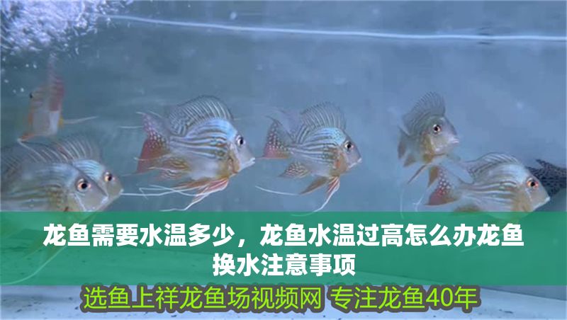 龍魚需要水溫多少，龍魚水溫過高怎么辦龍魚換水注意事項