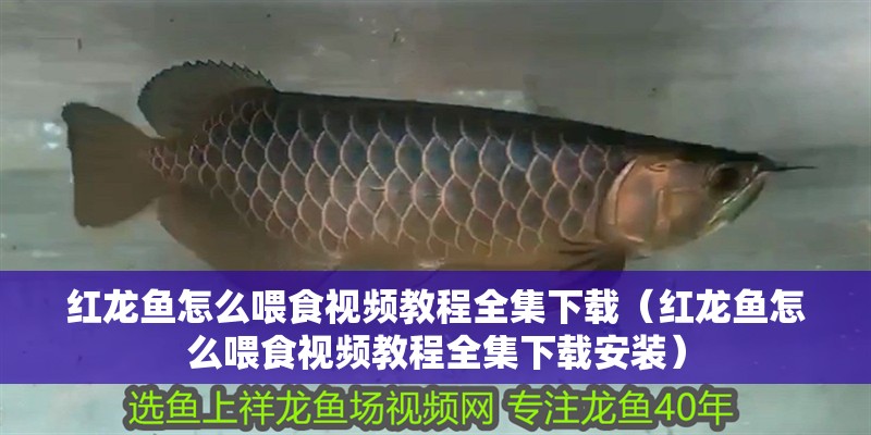 紅龍魚怎么喂食視頻教程全集下載（紅龍魚怎么喂食視頻教程全集下載安裝）