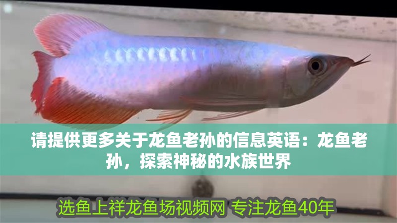 請(qǐng)?zhí)峁└嚓P(guān)于龍魚老孫的信息英語：龍魚老孫，探索神秘的水族世界