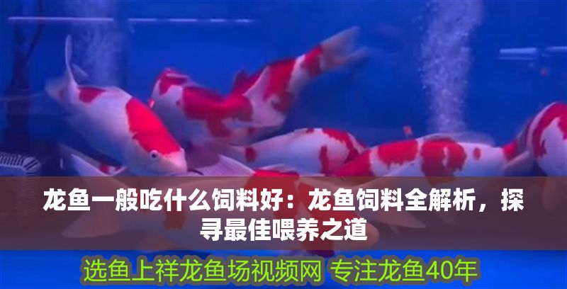 龍魚一般吃什么飼料好：龍魚飼料全解析，探尋最佳喂養(yǎng)之道