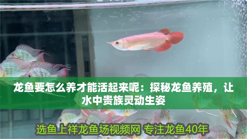 龍魚要怎么養(yǎng)才能活起來呢：探秘龍魚養(yǎng)殖，讓水中貴族靈動(dòng)生姿