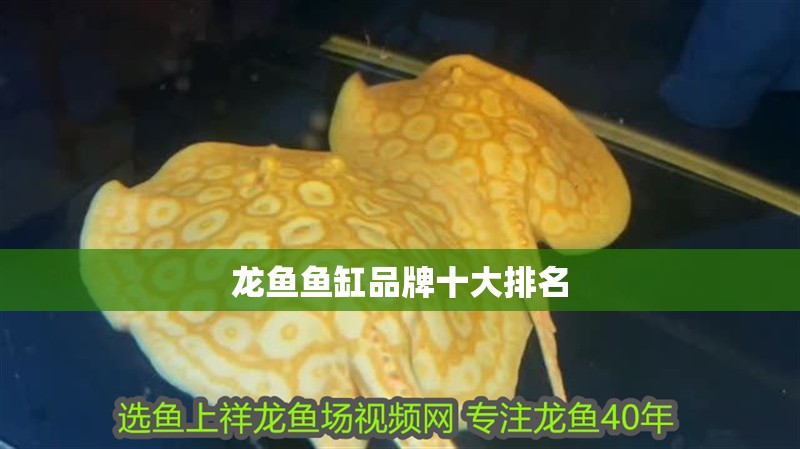 我的虎魚真菌感染了要怎么處理 龍魚魚缸品牌十大排名 龍魚百科 龍魚魚缸品牌十大排名 龍魚魚缸品牌十大排名 龍魚百科