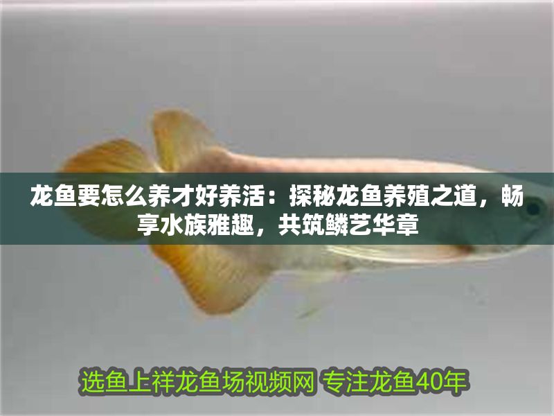 龍魚要怎么養(yǎng)才好養(yǎng)活：探秘龍魚養(yǎng)殖之道，暢享水族雅趣，共筑鱗藝華章