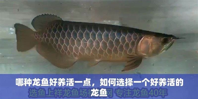 哪種龍魚好養活一點，如何選擇一個好養活的龍魚