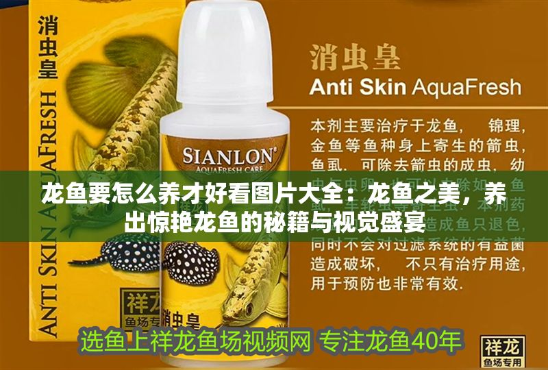 龍魚要怎么養(yǎng)才好看圖片大全：龍魚之美，養(yǎng)出驚艷龍魚的秘籍與視覺盛宴