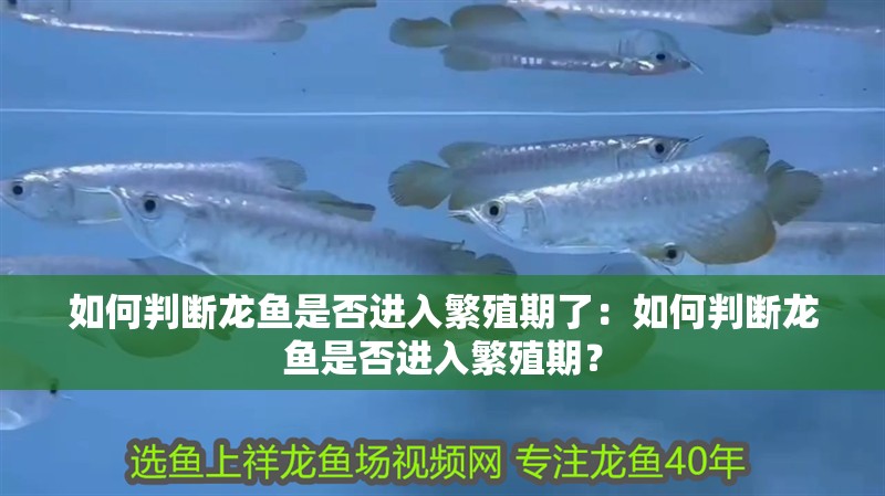 如何判斷龍魚是否進入繁殖期了：如何判斷龍魚是否進入繁殖期？