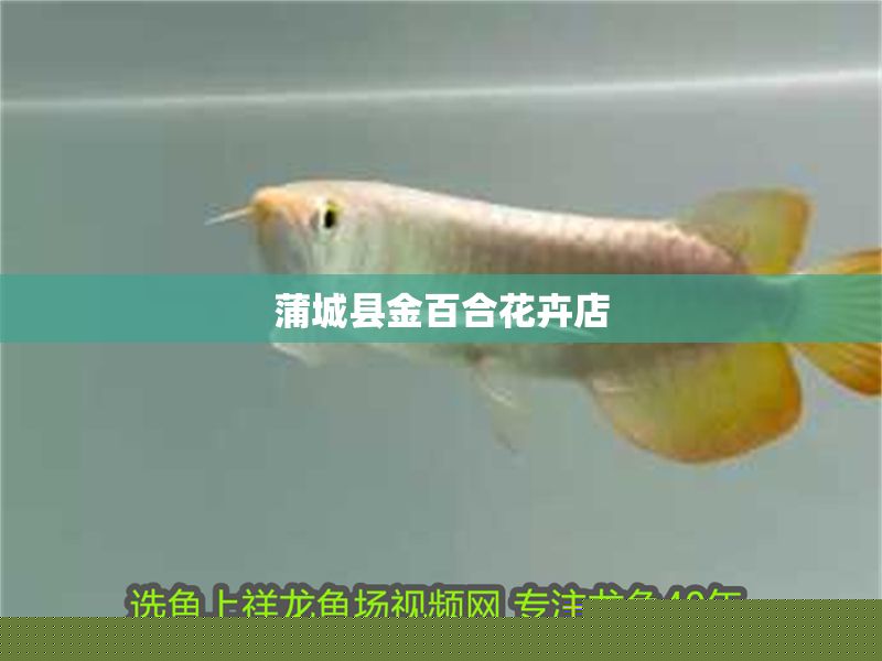 蒲城縣金百合花卉店 蒲城縣金百合花卉店 全國水族館企業名錄 第1張