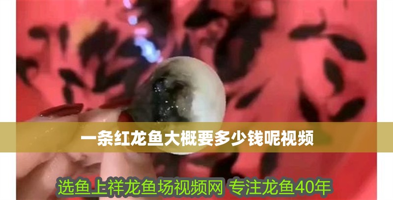 一條紅龍魚大概要多少錢呢視頻 一條紅龍魚大概要多少錢呢視頻 龍魚百科