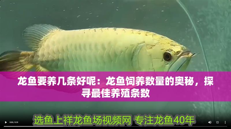 龍魚要養幾條好呢：龍魚飼養數量的奧秘，探尋最佳養殖條數