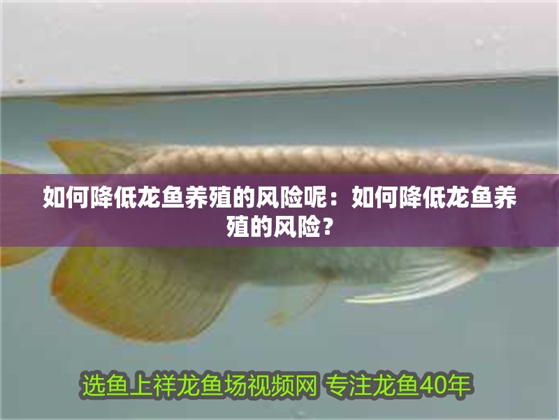 如何降低龍魚養殖的風險呢：如何降低龍魚養殖的風險？