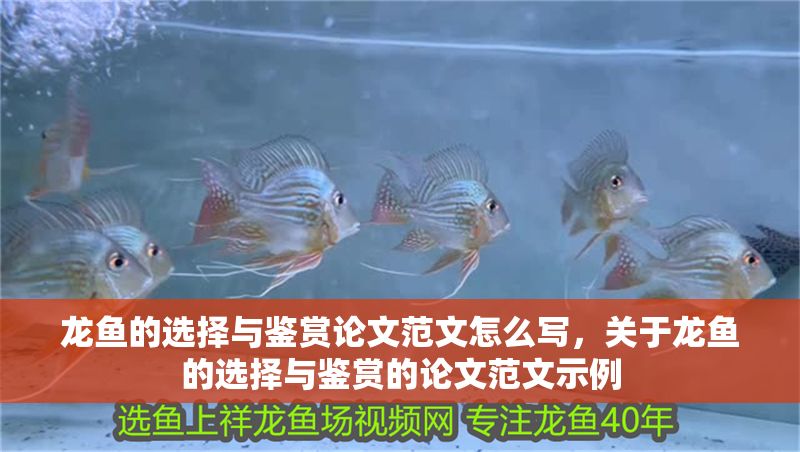龍魚的選擇與鑒賞論文范文怎么寫，關于龍魚的選擇與鑒賞的論文范文示例
