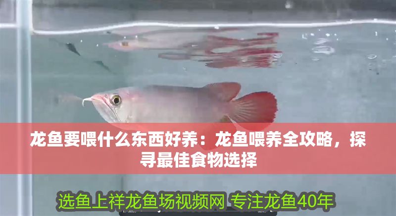龍魚要喂什么東西好養(yǎng)：龍魚喂養(yǎng)全攻略，探尋最佳食物選擇