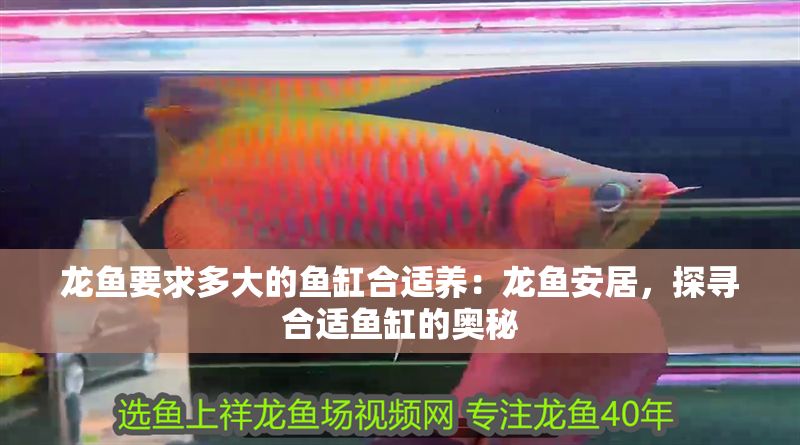 龍魚要求多大的魚缸合適養(yǎng)：龍魚安居，探尋合適魚缸的奧秘