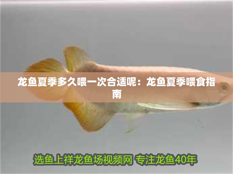 龍魚夏季多久喂一次合適呢：龍魚夏季喂食指南