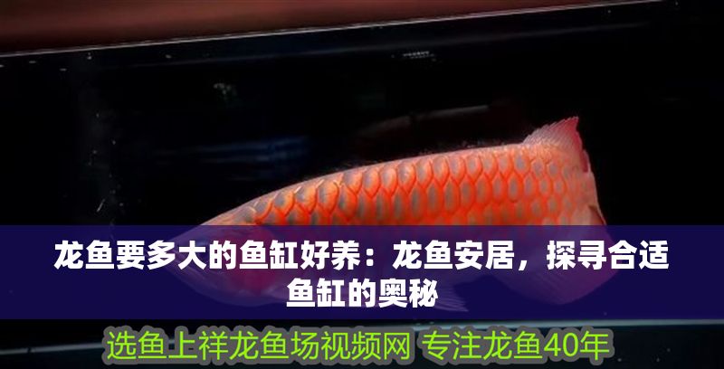 龍魚要多大的魚缸好養：龍魚安居，探尋合適魚缸的奧秘