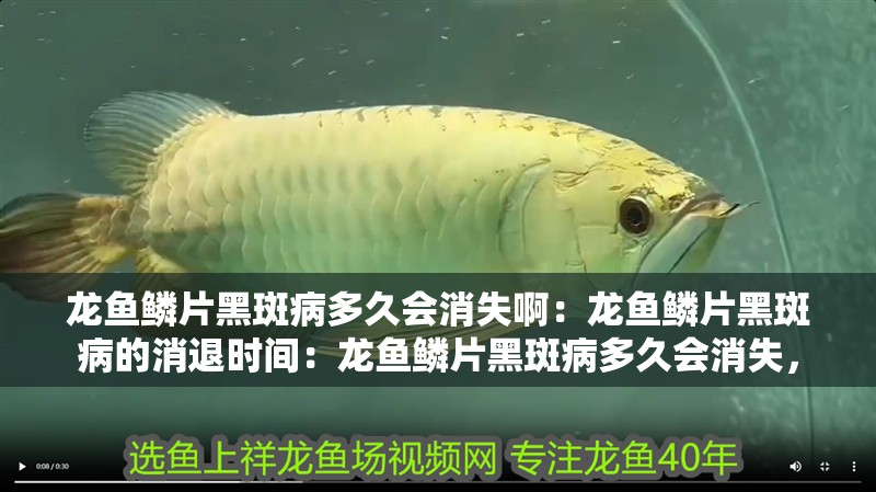 龍魚(yú)鱗片黑斑病多久會(huì)消失啊：龍魚(yú)鱗片黑斑病的消退時(shí)間：龍魚(yú)鱗片黑斑病多久會(huì)消失，