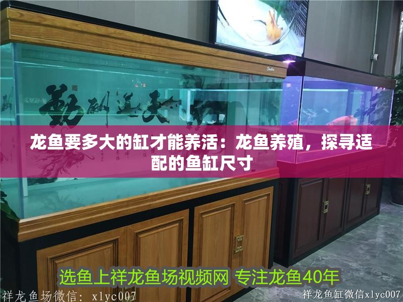 龍魚要多大的缸才能養活：龍魚養殖，探尋適配的魚缸尺寸