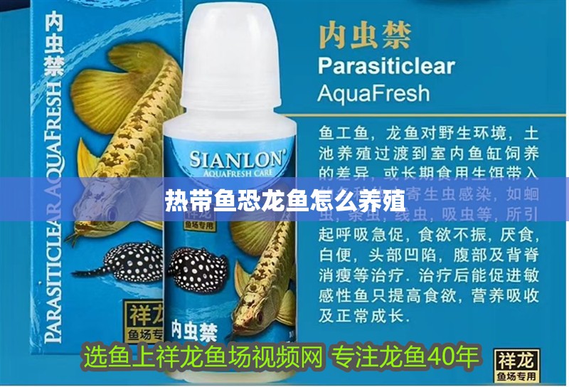 熱帶魚恐龍魚怎么養(yǎng)殖 熱帶魚恐龍魚怎么養(yǎng)殖 龍魚百科