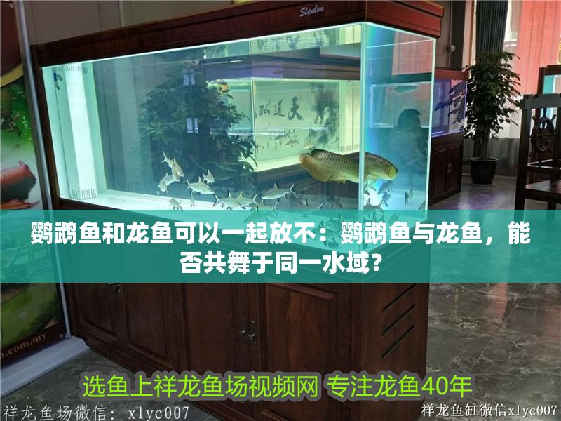 鸚鵡魚和龍魚可以一起放不：鸚鵡魚與龍魚，能否共舞于同一水域？