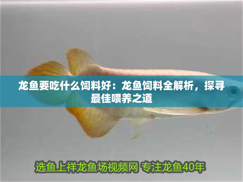 龍魚要吃什么飼料好：龍魚飼料全解析，探尋最佳喂養之道