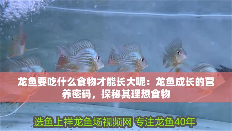 龍魚要吃什么食物才能長大呢：龍魚成長的營養密碼，探秘其理想食物