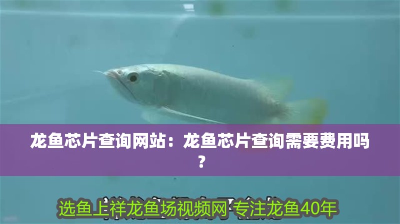 龍魚芯片查詢網(wǎng)站：龍魚芯片查詢需要費用嗎？