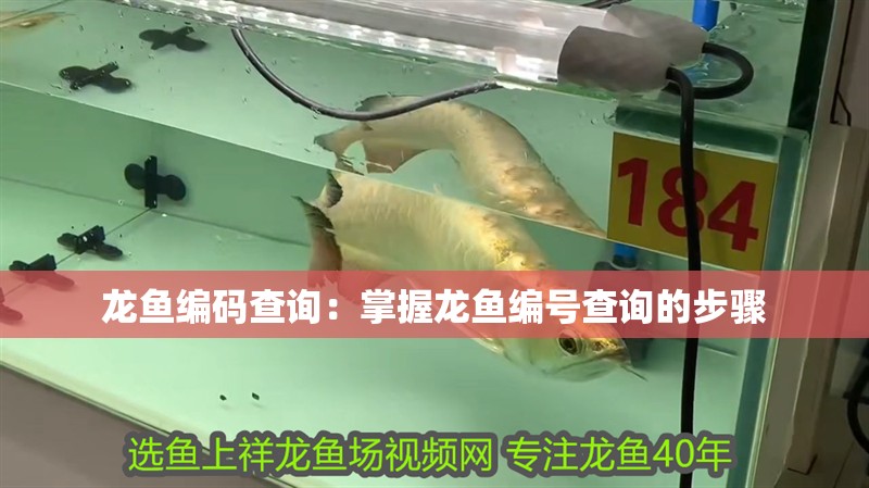 龍魚編碼查詢：掌握龍魚編號(hào)查詢的步驟