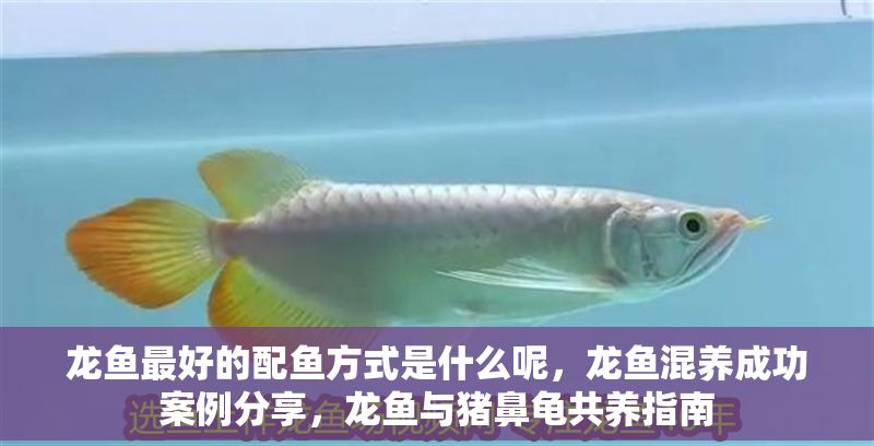 龍魚最好的配魚方式是什么呢，龍魚混養成功案例分享，龍魚與豬鼻龜共養指南