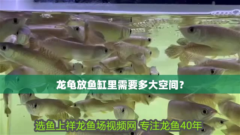 龍龜放魚缸里需要多大空間？ 龍龜放魚缸里需要多大空間？ 龍魚百科