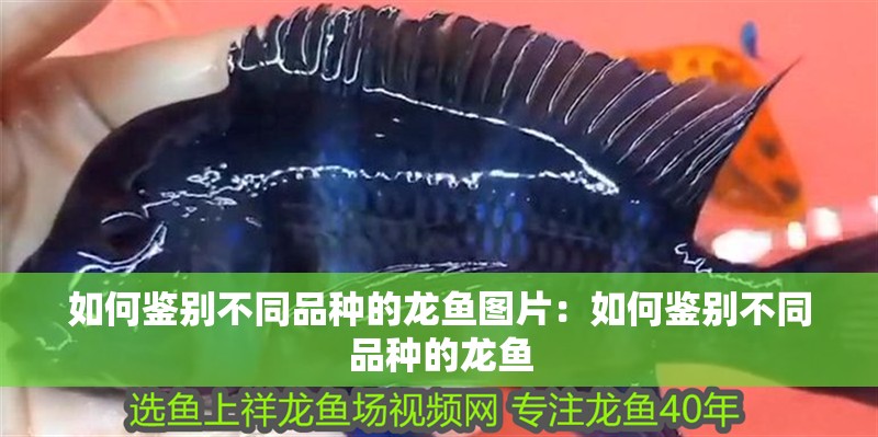 如何鑒別不同品種的龍魚圖片：如何鑒別不同品種的龍魚