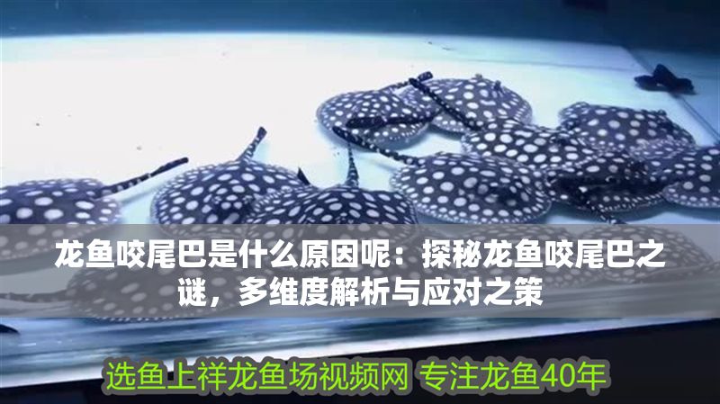 龍魚咬尾巴是什么原因呢：探秘龍魚咬尾巴之謎，多維度解析與應對之策
