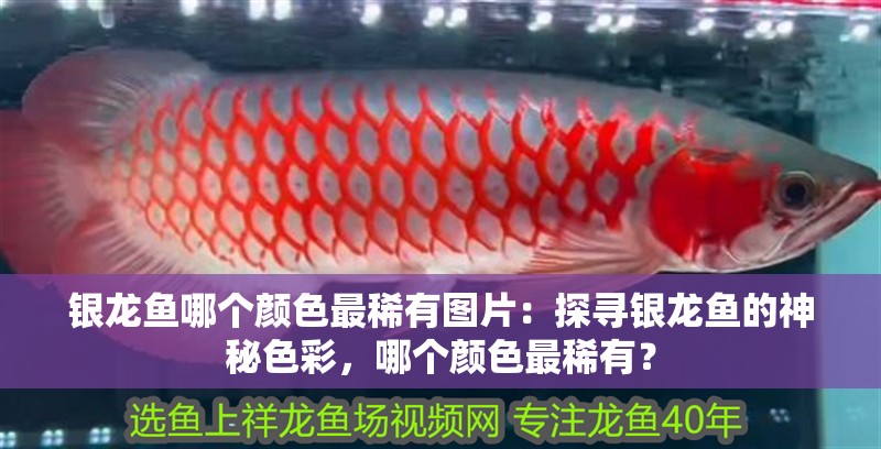 銀龍魚哪個顏色最稀有圖片：探尋銀龍魚的神秘色彩，哪個顏色最稀有？
