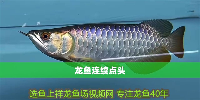 龍魚連續點頭 龍魚連續點頭 龍魚百科