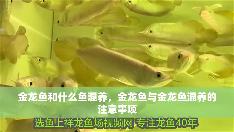 金龍魚和什么魚混養，金龍魚與金龍魚混養的注意事項