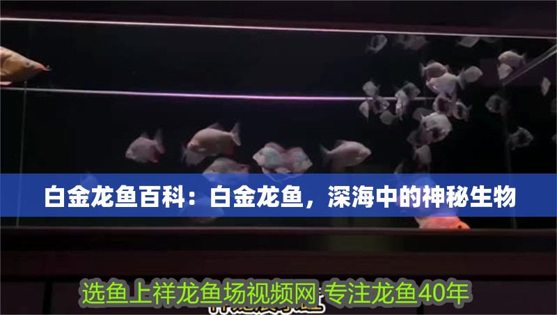 白金龍魚百科：白金龍魚，深海中的神秘生物