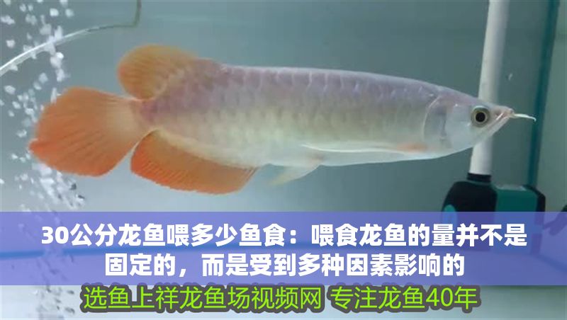 30公分龍魚喂多少魚食：喂食龍魚的量并不是固定的，而是受到多種因素影響的