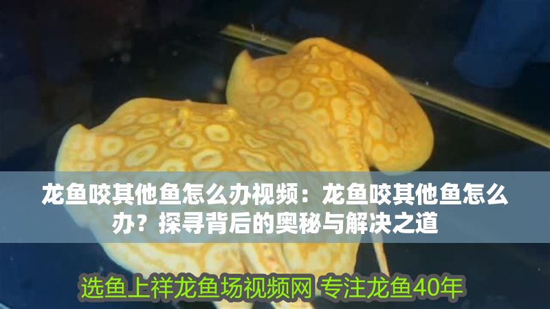 龍魚咬其他魚怎么辦視頻：龍魚咬其他魚怎么辦？探尋背后的奧秘與解決之道