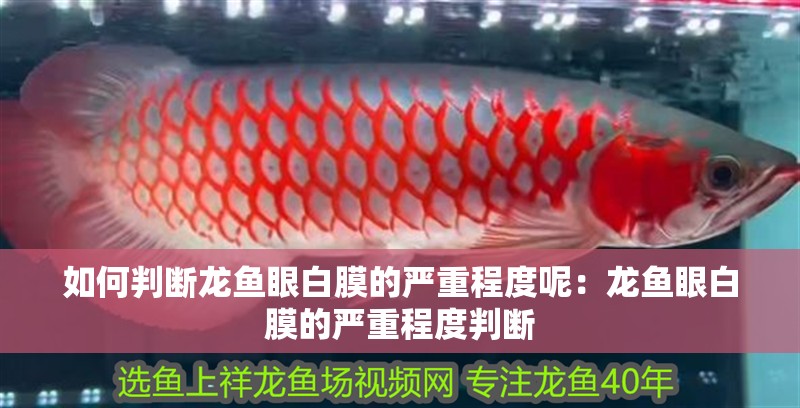 如何判斷龍魚(yú)眼白膜的嚴(yán)重程度呢：龍魚(yú)眼白膜的嚴(yán)重程度判斷