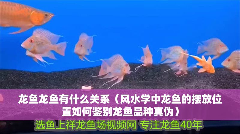 龍魚龍魚有什么關系（風水學中龍魚的擺放位置如何鑒別龍魚品種真偽）