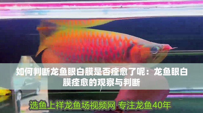 如何判斷龍魚眼白膜是否痊愈了呢：龍魚眼白膜痊愈的觀察與判斷