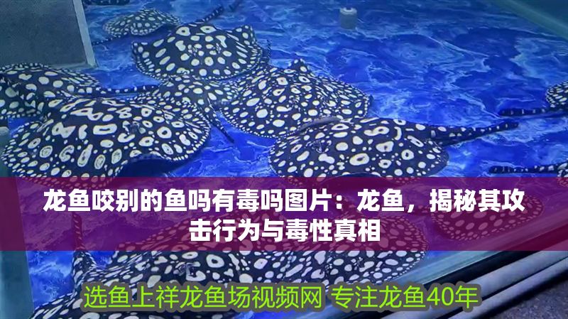 龍魚咬別的魚嗎有毒嗎圖片：龍魚，揭秘其攻擊行為與毒性真相