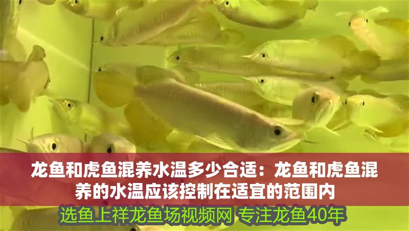 龍魚和虎魚混養(yǎng)水溫多少合適：龍魚和虎魚混養(yǎng)的水溫應(yīng)該控制在適宜的范圍內(nèi) 龍魚和虎魚混養(yǎng)水溫多少合適：龍魚和虎魚混養(yǎng)的水溫應(yīng)該控制在適宜的范圍內(nèi) 龍魚百科 第1張