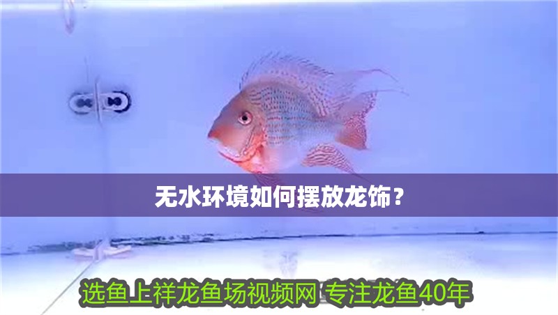 無(wú)水環(huán)境如何擺放龍飾？