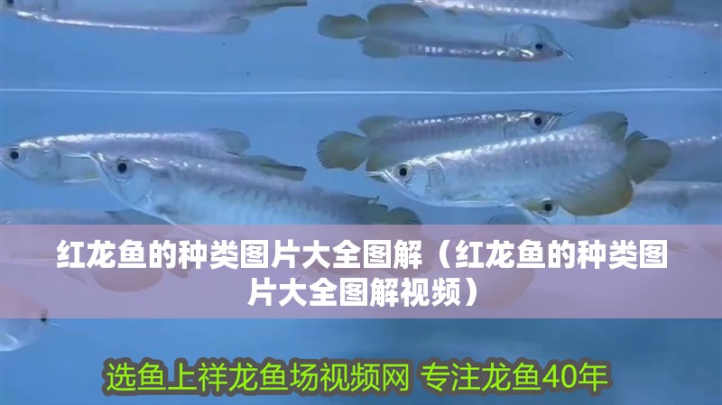 紅龍魚的種類圖片大全圖解（紅龍魚的種類圖片大全圖解視頻）