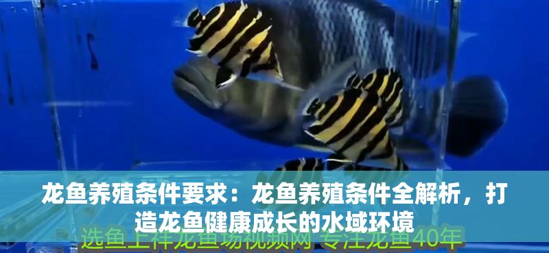 龍魚養殖條件要求：龍魚養殖條件全解析，打造龍魚健康成長的水域環境